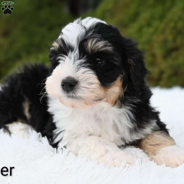 Jasper, Mini Aussiedoodle Puppy