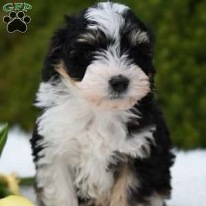 Jasper, Mini Aussiedoodle Puppy