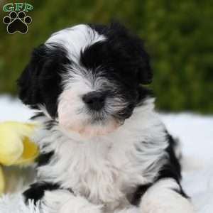 Jenni, Mini Aussiedoodle Puppy