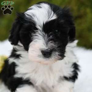 Jenni, Mini Aussiedoodle Puppy