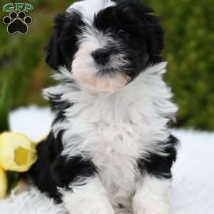 Jenni, Mini Aussiedoodle Puppy