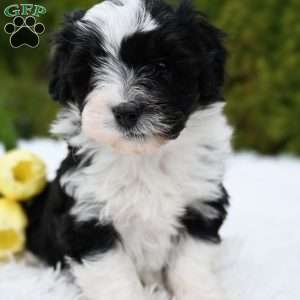 Jenni, Mini Aussiedoodle Puppy