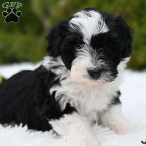 Jenni, Mini Aussiedoodle Puppy