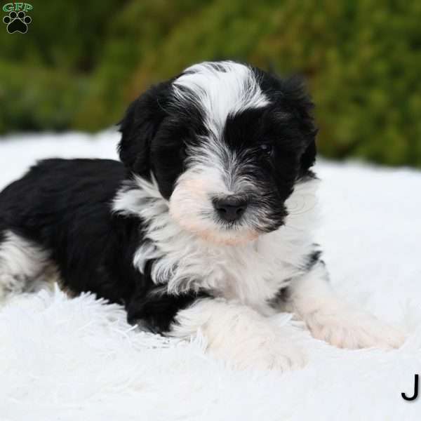 Jenni, Mini Aussiedoodle Puppy