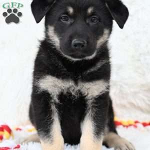 Jacki, German Shepherd Puppy
