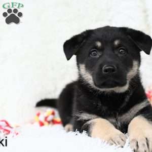 Jacki, German Shepherd Puppy