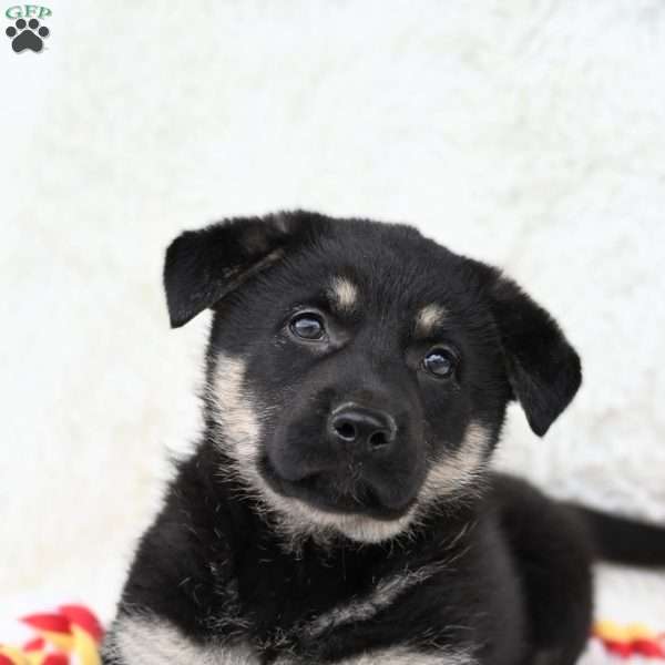 Jacki, German Shepherd Puppy