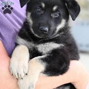 Jacki, German Shepherd Puppy