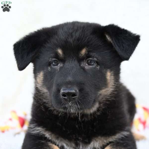 Jenni, German Shepherd Puppy