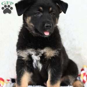 Jenni, German Shepherd Puppy