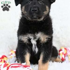 Jenni, German Shepherd Puppy