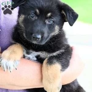 Jenni, German Shepherd Puppy