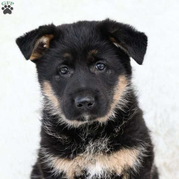 Macy, German Shepherd Puppy