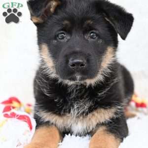 Macy, German Shepherd Puppy