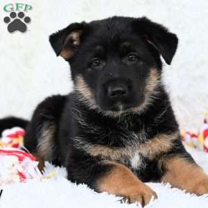 Macy, German Shepherd Puppy