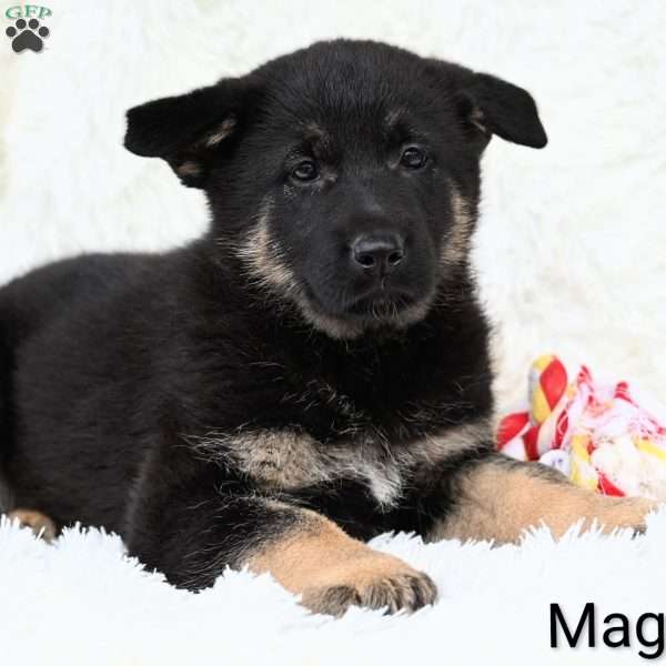 Maggie, German Shepherd Puppy