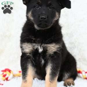 Maggie, German Shepherd Puppy
