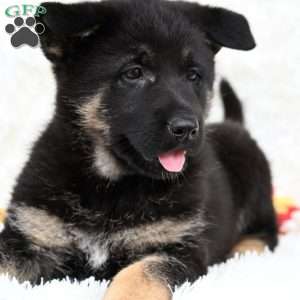 Maggie, German Shepherd Puppy