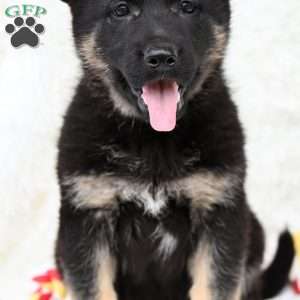Maggie, German Shepherd Puppy