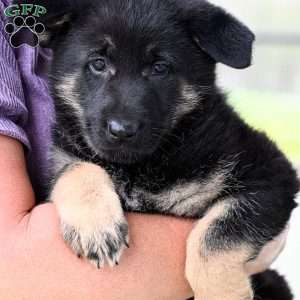Maggie, German Shepherd Puppy