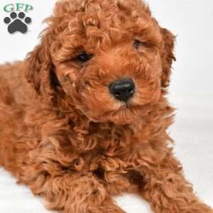 Benson, Miniature Poodle Puppy