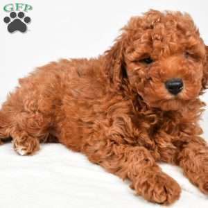Benson, Miniature Poodle Puppy