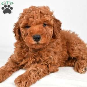 Benson, Miniature Poodle Puppy