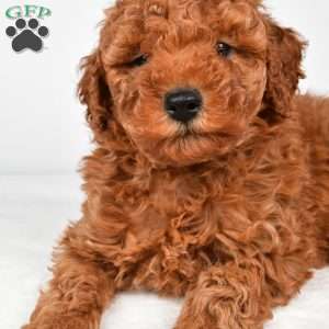Benson, Miniature Poodle Puppy