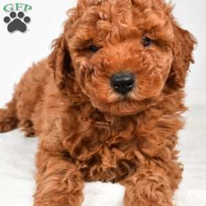 Benson, Miniature Poodle Puppy