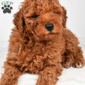 Benson, Miniature Poodle Puppy