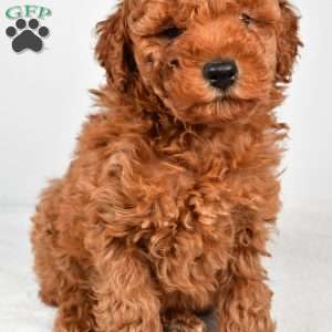 Benson, Miniature Poodle Puppy