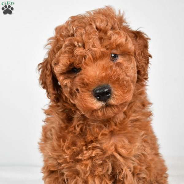 Benson, Miniature Poodle Puppy