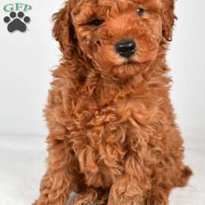 Benson, Miniature Poodle Puppy
