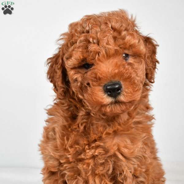 Benson, Miniature Poodle Puppy