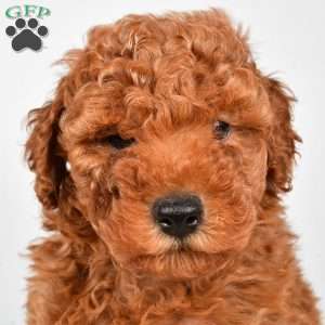 Benson, Miniature Poodle Puppy