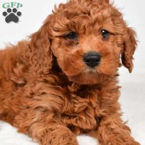 Bentley, Miniature Poodle Puppy