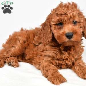 Bentley, Miniature Poodle Puppy