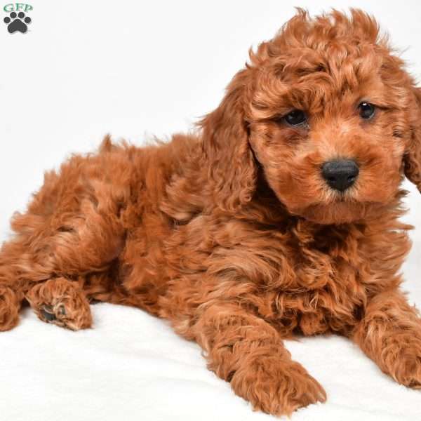 Bentley, Miniature Poodle Puppy