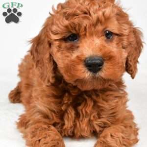 Bentley, Miniature Poodle Puppy
