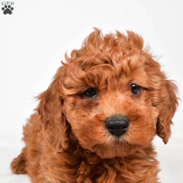 Bentley, Miniature Poodle Puppy