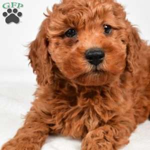 Bentley, Miniature Poodle Puppy
