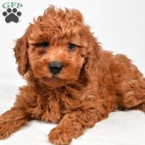 Bentley, Miniature Poodle Puppy