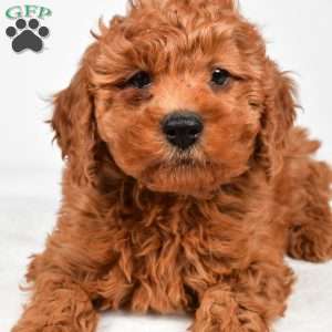 Bentley, Miniature Poodle Puppy