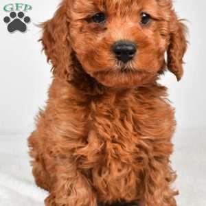 Bentley, Miniature Poodle Puppy