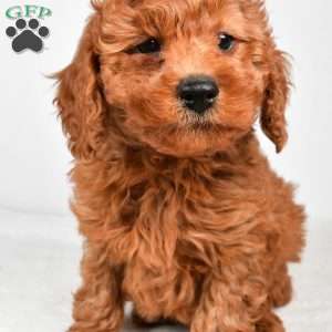 Bentley, Miniature Poodle Puppy