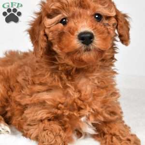 Bella, Miniature Poodle Puppy