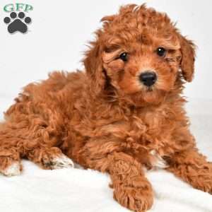 Bella, Miniature Poodle Puppy