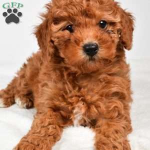 Bella, Miniature Poodle Puppy