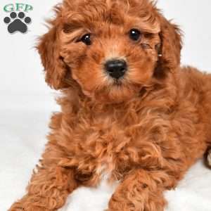 Bella, Miniature Poodle Puppy