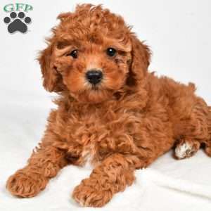 Bella, Miniature Poodle Puppy